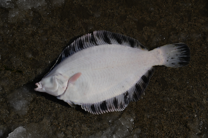 flathead flounder (Hippoglossoides dubius)