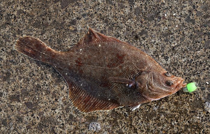 longnose flounder (e.g. large-tooth flounder, Paralichthys olivaceus)