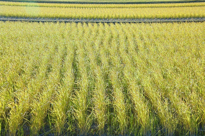 Mie Prefecture Second ear of rice