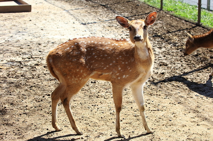 Axis Deer Tobu Zoo