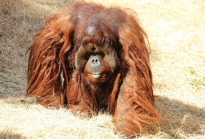 Bornean orangutan Yokohama Zoorasia
