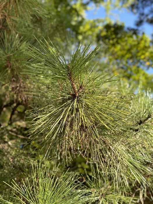Pinus thunbergii Parl.