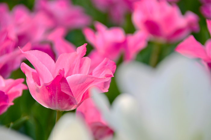 Beautiful tulip flowers seen through a macro lens.