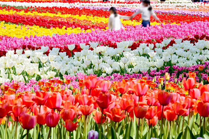 Kiso Sangawa Park, beautiful flower beds with tulips all over the park.