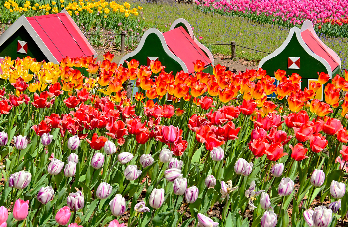 Kiso Mikawa Park Tulip Festival in Full Bloom