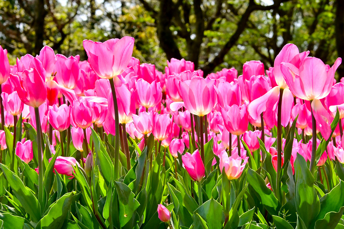 Kisosangawa Park Beautiful tulips