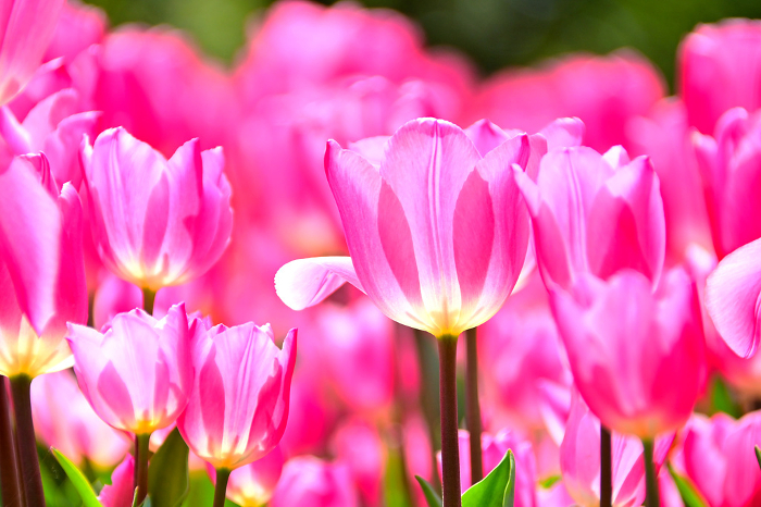 Kisosangawa Park Beautiful tulips