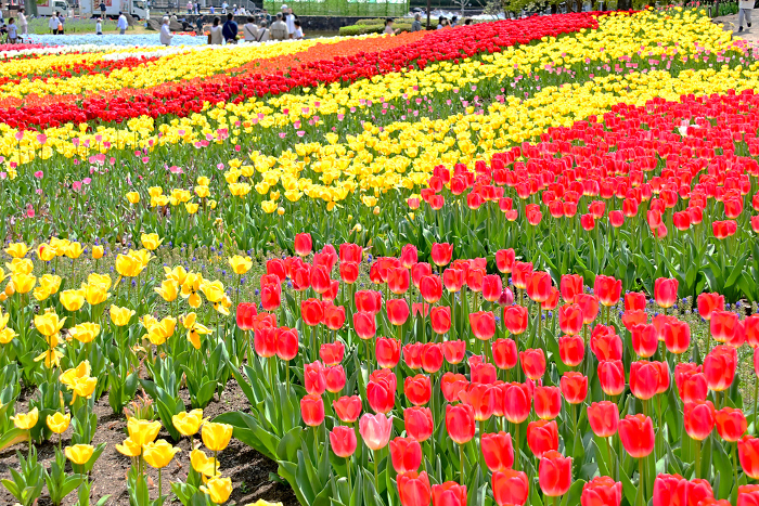 Kisosangawa Park Colorful colored tulips