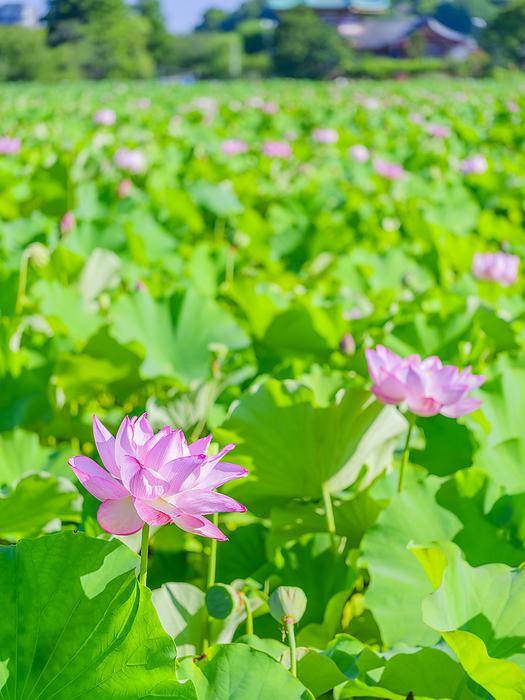 Lotus in Shinobazuno Pond, Ueno Park, Tokyo