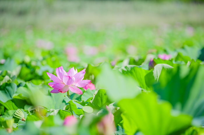 Lotus in Shinobazuno Pond, Ueno Park, Tokyo