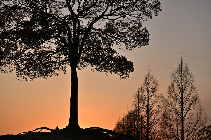 Evening view of Ippongi Camphor Tree
