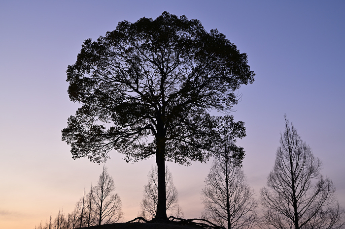 Evening view of Ippongi Camphor Tree