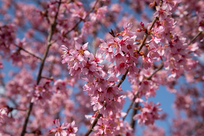 Okame-zakura (cherry blossom) Rosaceae