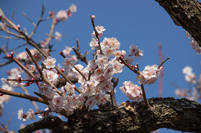 Ume blossoms begin to bloom Kawanishi City, Hyogo Pref.