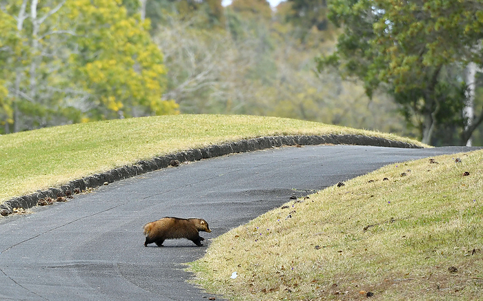 2024 AXARE DISEASE, Day 1 Japanese badger moving from the 8th fairway to the woods on March 22, 2024 at UMK Country Club  photo date 20240322  place UMK Country Club
