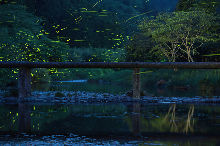 Sunken bridge and Genji fireflies on the uppermost reaches of the Shimanto River The Shimanto River, which flows through the western part of Kochi Prefecture, has long been called the last clear river in Japan. The Takahi Chinkage Bridge        , also known as the Ohmata no Chinkage Bridge, located at the uppermost reaches of the Shimanto River, and Genji fireflies. A sunken bridge is a bridge without parapets that is submerged under the water to prevent it from being washed away in times of heavy flooding. I went down to the riverbank to photograph the summer scene along the river, looking upstream. The cherry tree on the right is highlighted by the headlights of the occasional passing car.