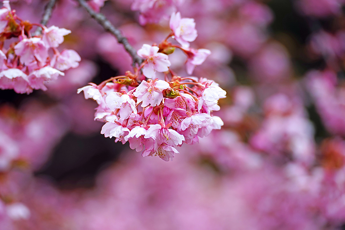 Kawazu Cherry Blossoms at Sandan Pond Park, Fukuchiyama City, Kyoto Prefecture                                