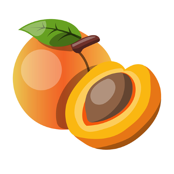 Clip art of apricot