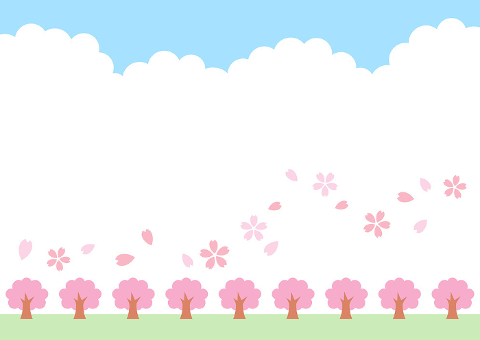 Background of rows of cherry trees in full bloom and blue sky