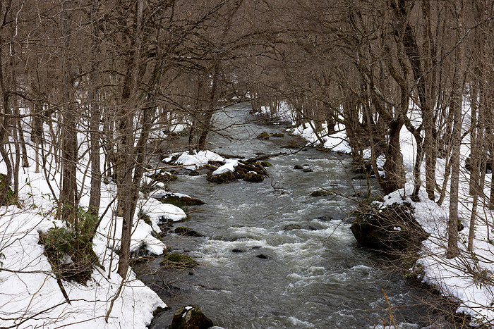 Oirase Stream in winter, Aomori Pref.