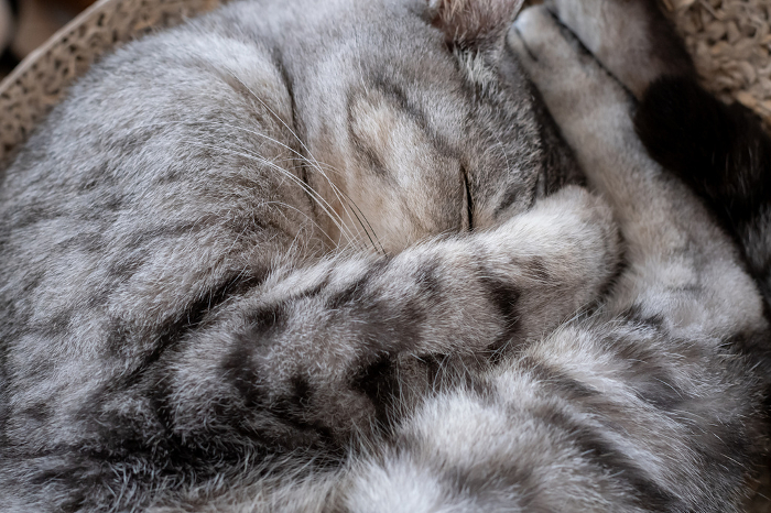Cute cat curled up asleep Saba tiger cat