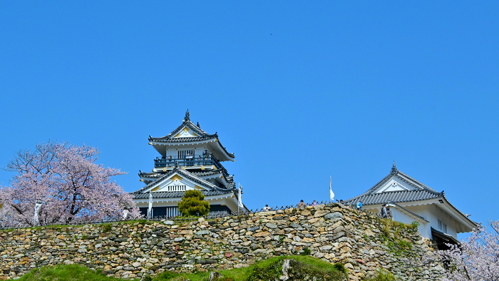 Hamamatsu Castle and the castle tower gate with cherry blossoms in full bloom