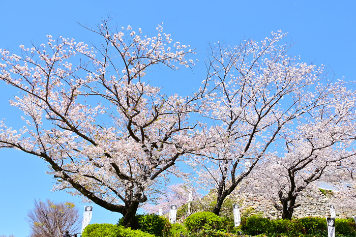 Cherry blossoms in full bloom at Hamamatsu Castle Park Stonewalls and Tenshukumon Gate