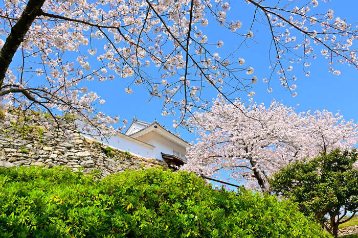 Cherry blossoms in full bloom at Hamamatsu Castle Park Stonewalls and Tenshukumon Gate
