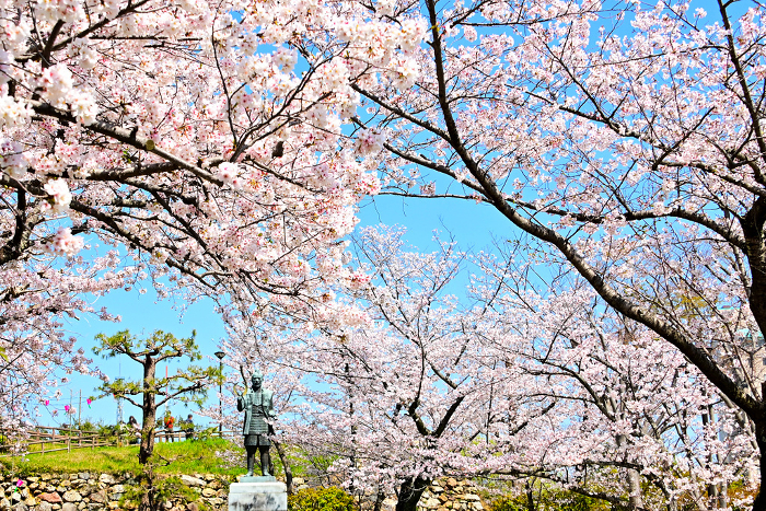 Cherry blossoms in full bloom and a statue of the young Ieyasu Tokugawa