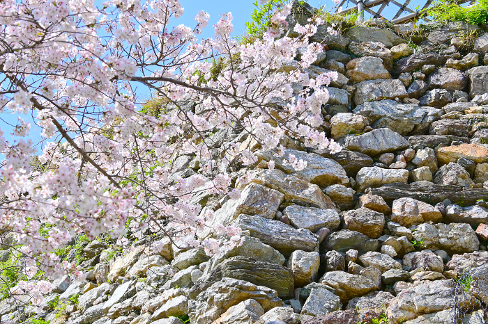 Hamamatsu Castle Park Cherry blossoms in full bloom and stone walls of Hamamatsu Castle