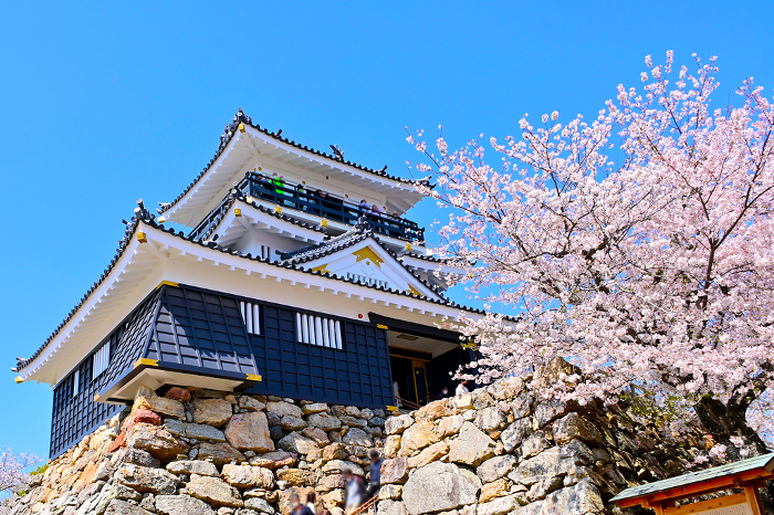 Cherry blossoms in full bloom and Hamamatsu Castle tower