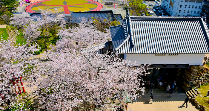 Hamamatsu Castle Park: Cherry blossoms in bloom around the castle tower gate