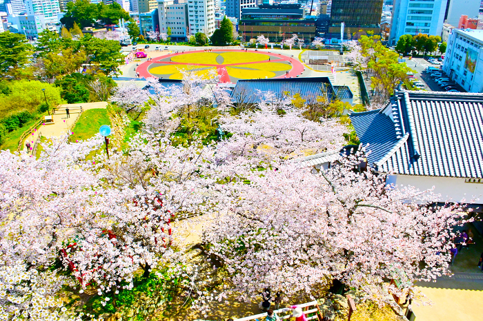 Hamamatsu Castle Park: Cherry blossoms in bloom around the castle tower gate