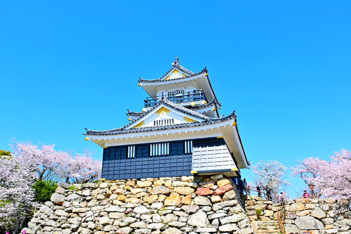 Hamamatsu Castle keep surrounded by cherry blossoms in full bloom