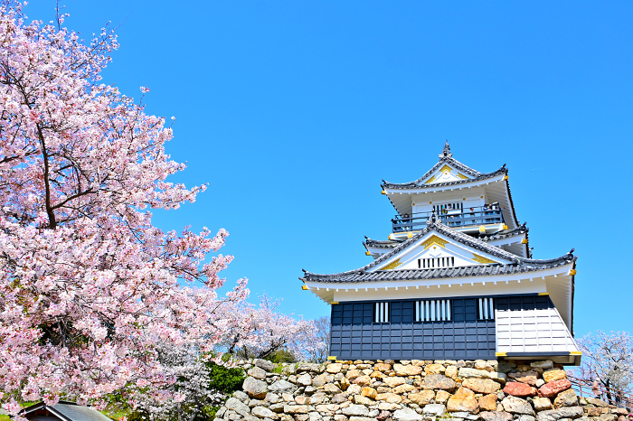 Cherry blossoms in full bloom and Hamamatsu Castle tower