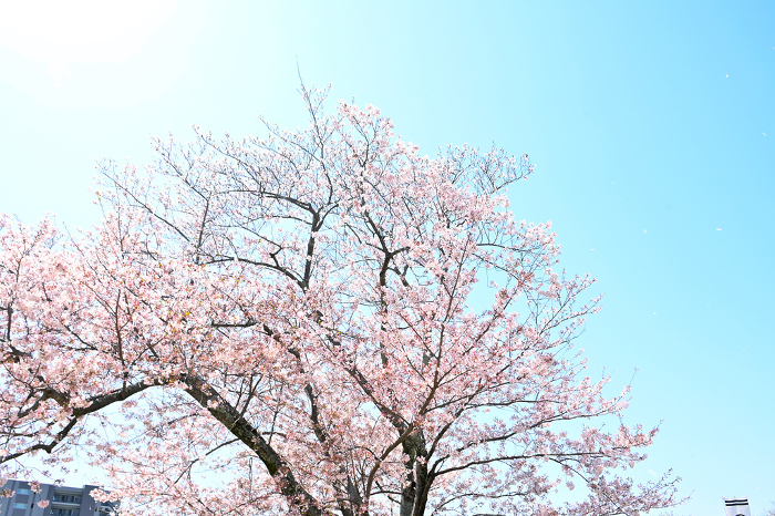 Hamamatsu Castle Park Cherry blossoms in full bloom