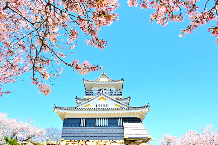Hamamatsu Castle keep surrounded by cherry blossoms in full bloom