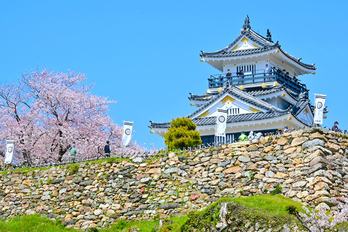 Hamamatsu Castle in full bloom with cherry blossoms rising in the blue sky