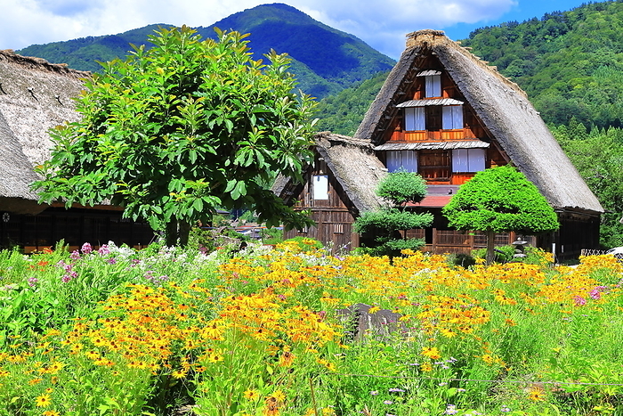 Shirakawa-go in bloom in summer Shirakawa Village, Gifu Prefecture