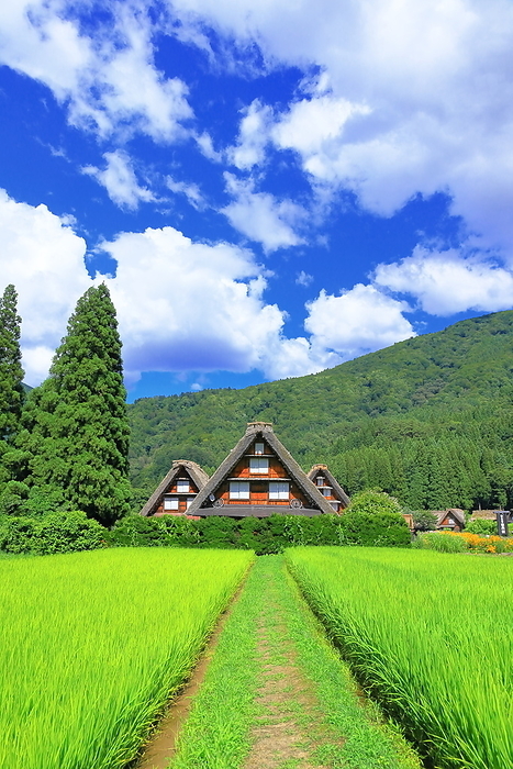 Summer rice fields in Shirakawa-go, Gifu Prefecture, Japan