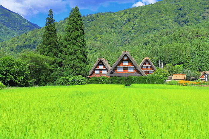 Summer rice fields in Shirakawa-go Shirakawa Village, Gifu Prefecture