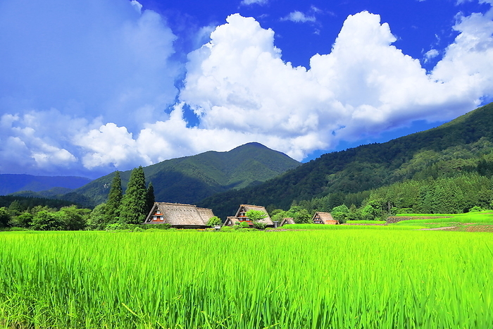 Summer rice fields in Shirakawa-go, Gifu Prefecture, Japan