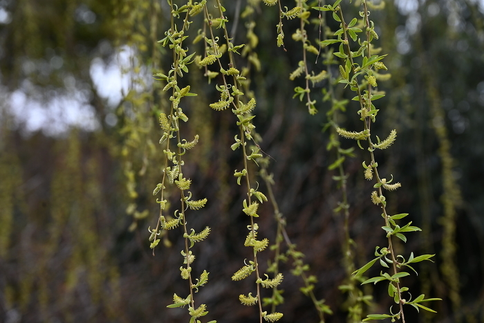 Fresh green and male flowers of weeping willow