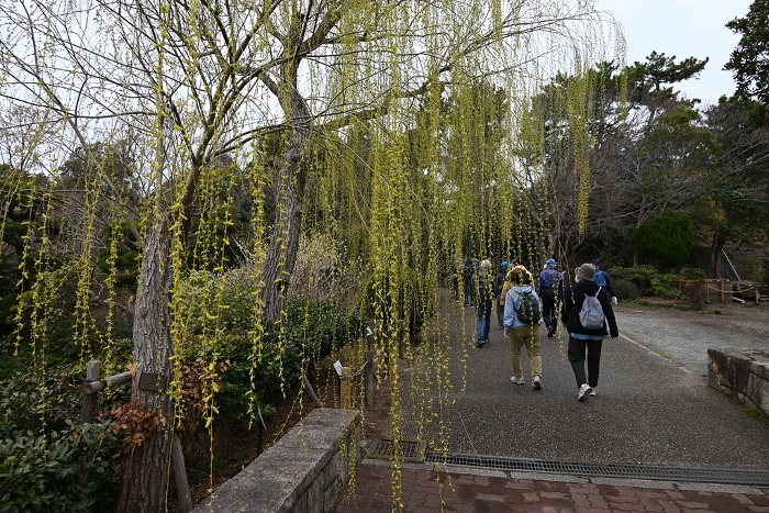 Fresh green and male flowers of weeping willow