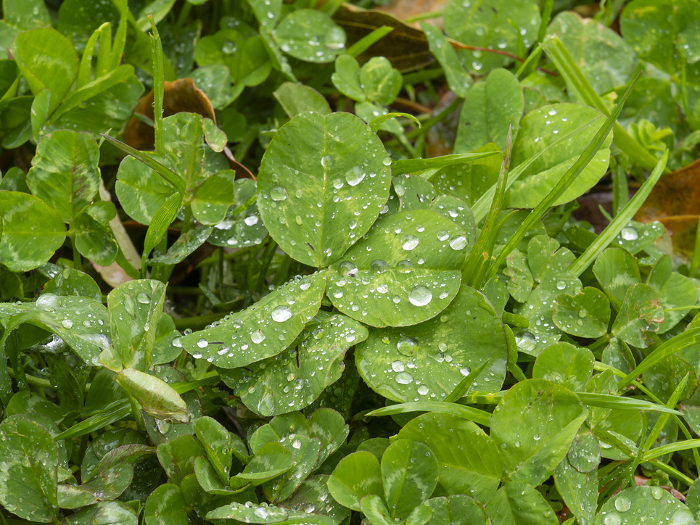 Clover in a rain-soaked park