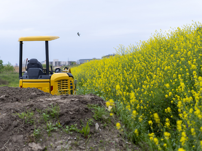 Rape blossoms along the Yamato River and hydraulic excavators at a construction site