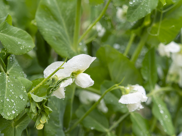 White flowers of snap peas in the rain