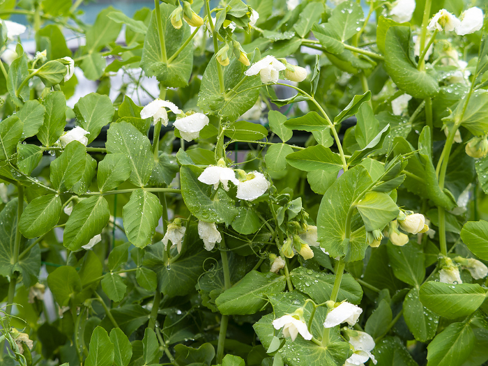 White flowers of snap peas in the rain