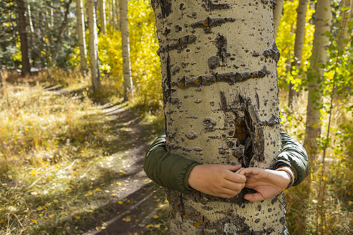 10 year old boy walking on nature trail, Santa Fe National Forest, NM. USA, New Mexico, Hands of boy hugging aspen tree in Santa Fe National Forest