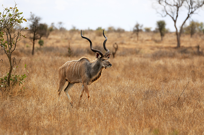 Kudu Kudu, by Zoonar Andreas Edelm